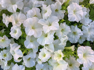 Small green leaves plant and yellow flower, beautiful background