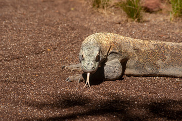dragón de komodo, animal salvaje