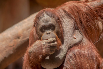 Fototapeta premium hembra de Orangután adulta 