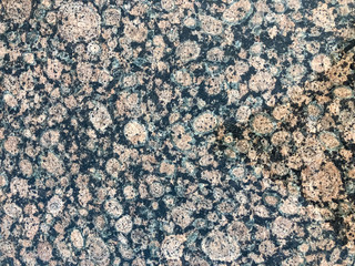 Small green leaves plant and yellow flower, beautiful background