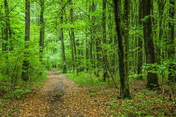 Path through a green deciduous forest