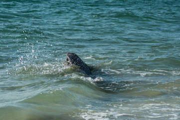 Obraz premium Closeup of wave splash on rocks in border ocean in Quiberon - Britain - France