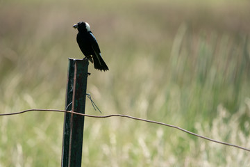 Bobolink