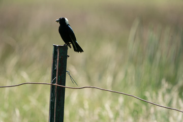 Bobolink