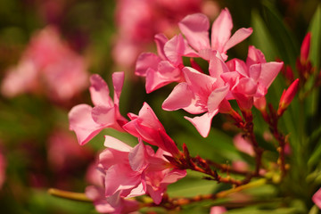 Beautiful red exotic flower. The photograph of a close-up pink oleander.
