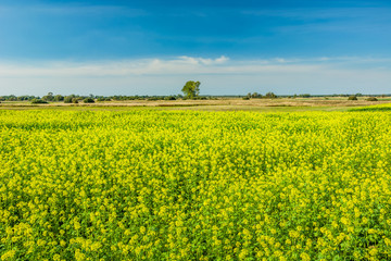 Fototapeta na wymiar Yellow rape field, horizon and blue sky