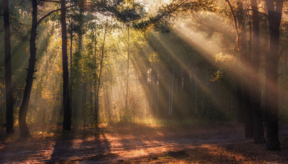 Landscape. Morning. Walk through the woods. Sun rays.