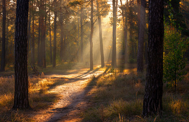 Fototapeta premium Landscape. Morning. Walk through the woods. Sun rays.