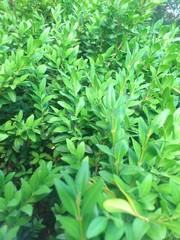background of green leaves