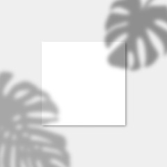 Square Paper Mockup with realistic shadows overlays monstera leaf. Vector Shadow Of A Tropical Plant. Template Flyer, Poster, blank in a modern style © Sini4ka