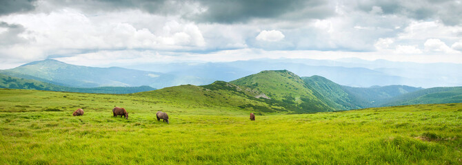 Panoramic photo of grazing horses at high-land pasture at Carpathian Mountains. Herd of horses is...