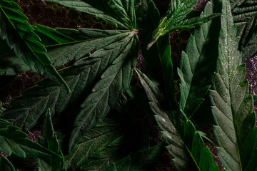 Naklejka na ściany i meble Cannabis Texture Marijuana Leaf Background