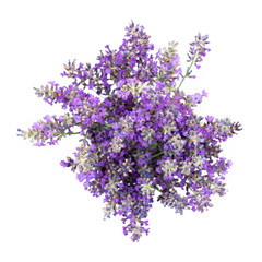 Bouquet of lavender on a white isolated background. Medicinal plants. View from above.