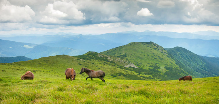Panoramic photo of grazing horses at high-land pasture at Carpathian Mountains. Herd of horses is grazed against mountains in the summer.