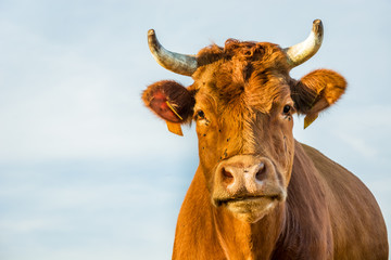 Closeup of the head of a brown cow