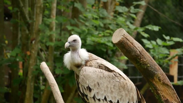 Vautour