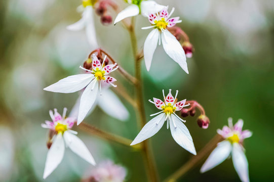 雪の下 の画像 674 件の Stock 写真 ベクターおよびビデオ Adobe Stock