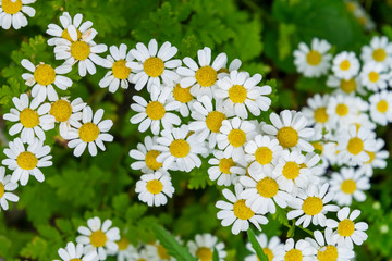 Beautiful white camomiles daisy flowers field on green meadow