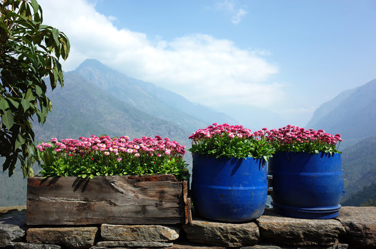 Pink Daisy Flowers (Bellis Perennis) In Flower Pot Made Of Used Plastic Barrel, Solukhumbu, Everest Region, Nepal