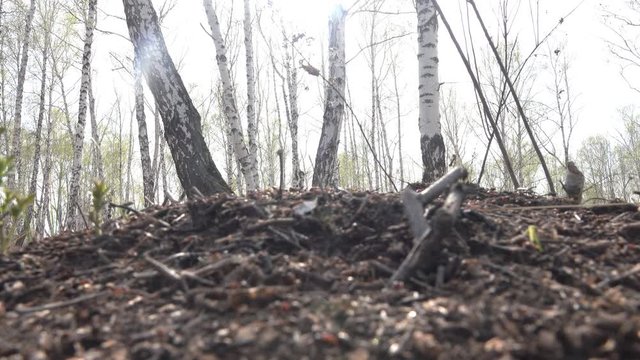 Wiggling infinite. Many ants on a Sunny day in forest, falling insects.