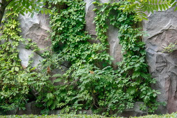 Wall of large natural stones with some greenery, natural background. Great for design and texture background.