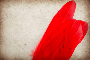 Beautiful abstract color pink and red feather on the brown and white isolated background and wallpaper