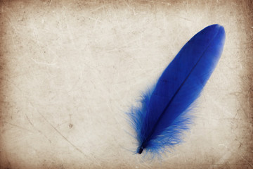 Beautiful abstract color blue feather on the brown and white isolated background and wallpaper