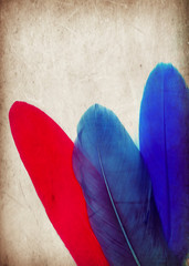 Beautiful abstract texture color red gray blue and black feathers on the colorful isolated background and pattern wallpaper