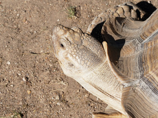 Centrochelys sulcata - Tortue sillonnée ou tortue à éperons, la plus grosse tortue d'Afrique