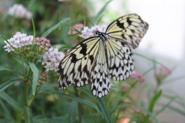 Butterfly at a tropical house