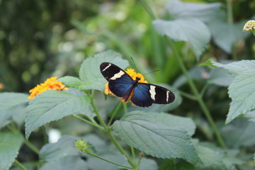 Butterfly at a tropical house