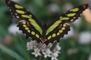 Butterfly at a tropical house