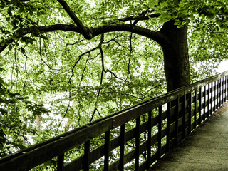 Landscape of park in Wiezyca, Kashubian Region, Poland.