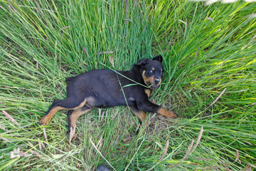 Rottweiler Rüde liegt im hochen Gras Baby Welpe