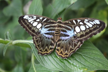 Fototapeta na wymiar Butterfly at a tropical house
