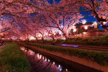 日本の桜　夜桜花見