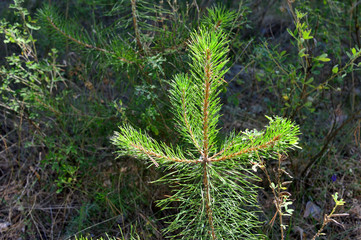 Pine branches - close-up.