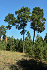Fototapeta na wymiar Pine forest. Three pines on the hill