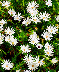 Garden Daisy Flowers