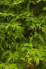 Green bamboo leaves are patterned texture and background, vertical view.