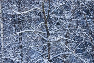 Russian winter abstract background with tree branches in snow, selective focus