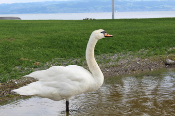 a swan with only one leg