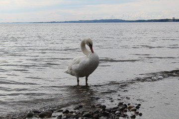 a swan on the beach, small waves around his legs