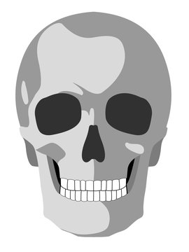 isolated illustration of a skull, vector draw