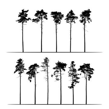 Set Realistic illustration of tall coniferous pine trees. Isolated on white background, vector