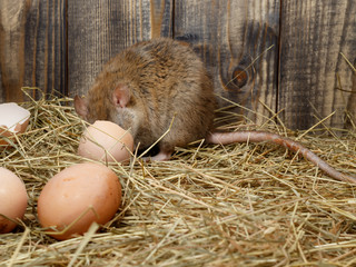 Close-up the young rat (Rattus norvegicus)  eats hen's egg in the chicken coop. Concept of rodent control.