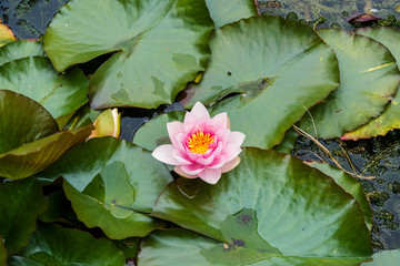 Pink water lily, Rochester, Kent, England, UK