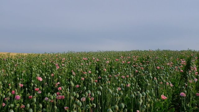 Mohnfeld