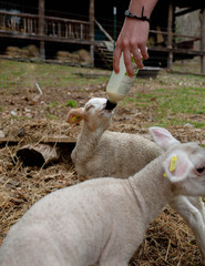 Lamb Feeding