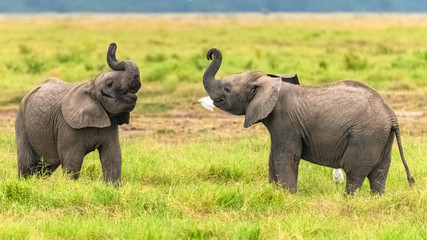 Naklejka na ściany i meble Two young elephants playing together in Africa